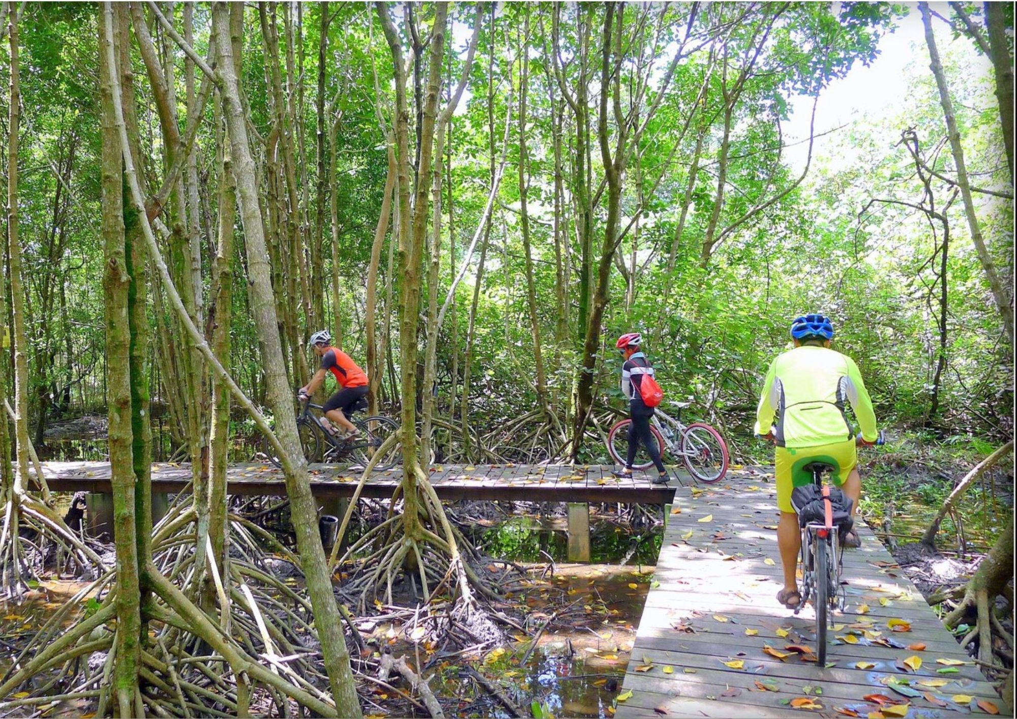 Mangrove Bike Tour